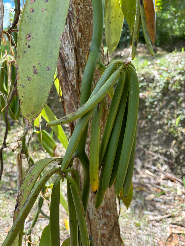 Harvest Season Begins: A Journey Through Sumatra's Vanilla Fields